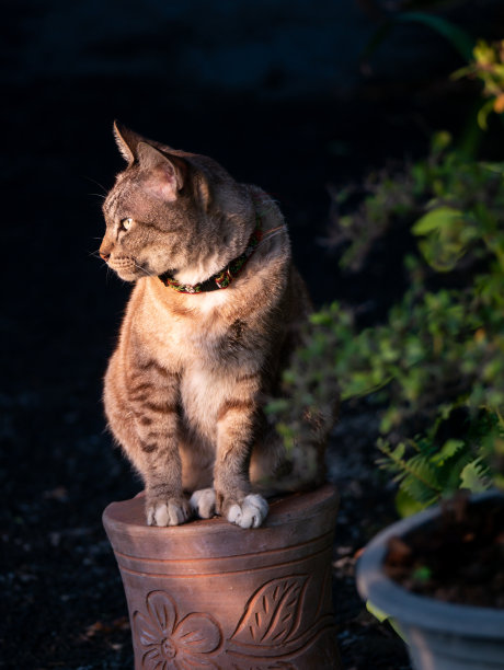 猫坐在罐子上望着太阳图片 猫坐在罐子上望着太阳图片下载