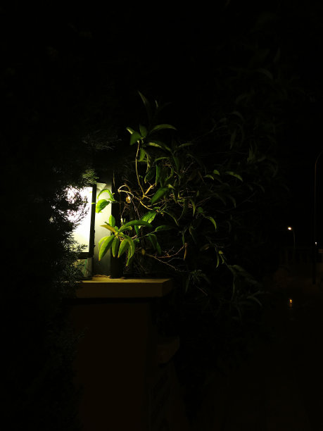 夜晚旧式灯光透过树叶和树枝图片 夜晚旧式灯光透过树叶和树枝图片下载