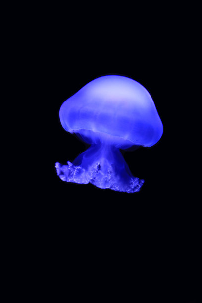 来自波罗的海的蓝色水母,黑色图片 来自波罗的海的蓝色水母,黑色图片下载
