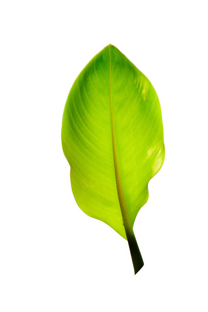 树芭蕉叶孤立在白色/修剪路径图片 树芭蕉叶孤立在白色/修剪路径图片下载