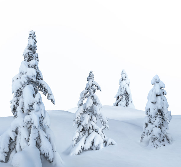 白雪覆盖的树在白色的背景图片 白雪覆盖的树在白色的背景图片下载