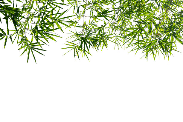 竹叶,孤立在一个白色的背景,复制空间的文本。图片 竹叶,孤立在一个白色的背景,复制空间的文本。图片下载