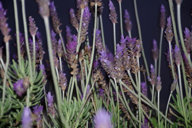 黄昏的薰衣草花图片 黄昏的薰衣草花图片下载
