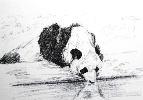 熊猫在池塘里喝水。白色背景上的插图。图片 熊猫在池塘里喝水。白色背景上的插图。图片下载