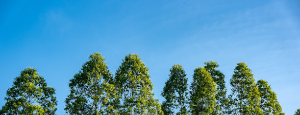 桉树在蓝天的背景图片 桉树在蓝天的背景图片下载