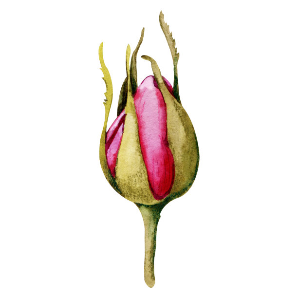 玫瑰花,粉红花蕾。手水彩插图孤立的白色背景。设计婚礼印刷品,请柬,祝贺,剪纸,明信片,生日图片 玫瑰花,粉红花蕾。手水彩插图孤立的白色背景。设计婚礼印刷品,请柬,祝贺,剪纸,明信片,生日图片下载