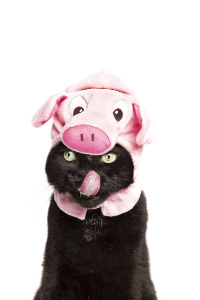 饥饿的猫戴着小猪帽子图片 饥饿的猫戴着小猪帽子图片下载