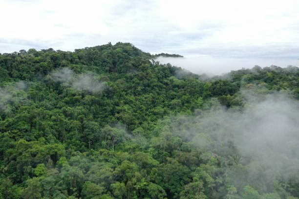 热带雨林中一座小山的鸟瞰图,许多云覆盖着绿色的树冠图片 热带雨林中一座小山的鸟瞰图,许多云覆盖着绿色的树冠图片下载