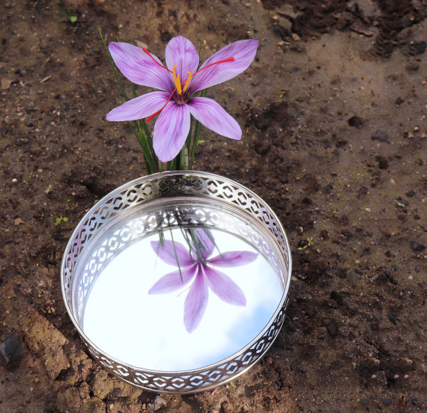 番红花,俗称藏红花,在木质背景上。按重量计算,它是世界上最昂贵的香料之一。在10月份,藏红花通常是最佳的收获季节。图片 番红花,俗称藏红花,在木质背景上。按重量计算,它是世界上最昂贵的香料之一。在10月份,藏红花通常是最佳的收获季节。图片下载