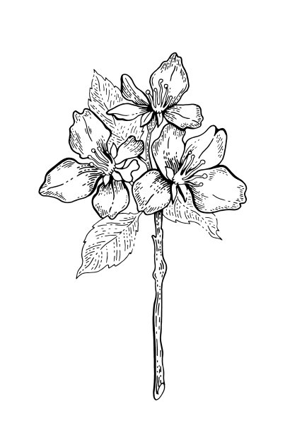 樱花樱花日本樱桃树枝图片 樱花樱花日本樱桃树枝图片下载