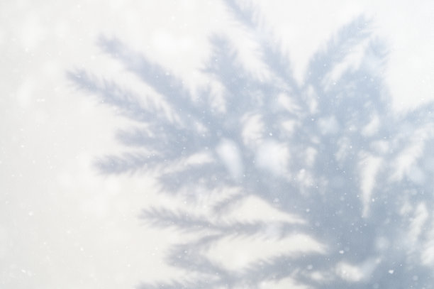 模糊的照片,一个影子从一个圣诞节树枝上的白灰色背景墙或桌子。飘落的雪花图片 模糊的照片,一个影子从一个圣诞节树枝上的白灰色背景墙或桌子。飘落的雪花图片下载