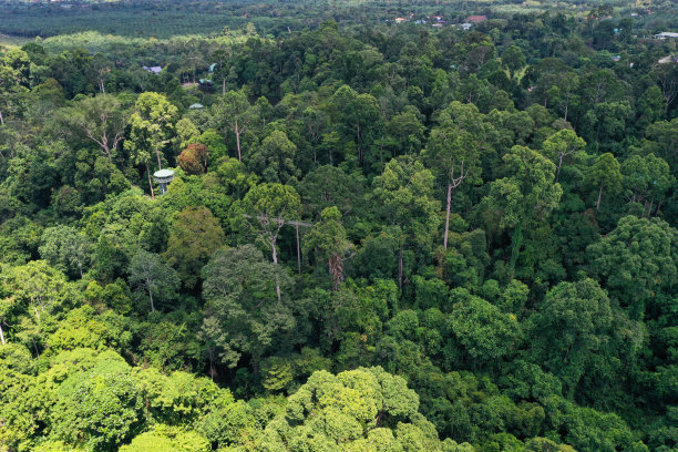 鸟瞰图绿色热带雨林图片 鸟瞰图绿色热带雨林图片下载