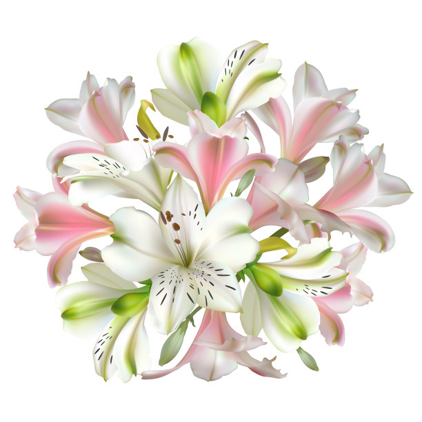 花。白色和粉红色的百合。花束。花的背景。美丽的矢量图。春天。孤立。图片 花。白色和粉红色的百合。花束。花的背景。美丽的矢量图。春天。孤立。图片下载