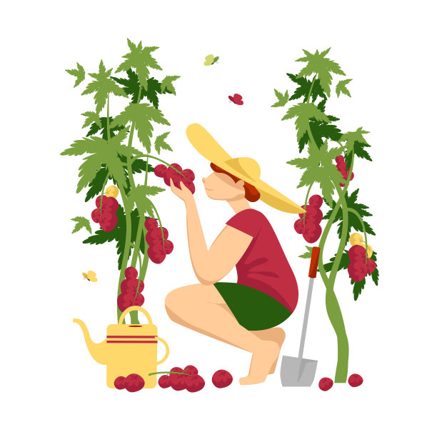 一个女孩种西红柿。一位妇女在照料蔬菜。种植西红柿图片 一个女孩种西红柿。一位妇女在照料蔬菜。种植西红柿图片下载