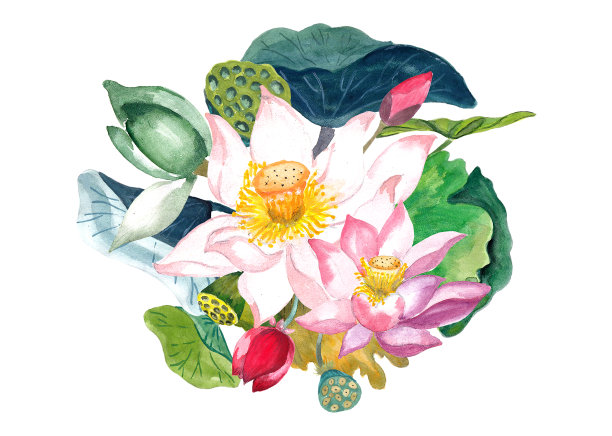水彩荷花插图。亚洲Lotus剪纸艺术。水彩莲花元素。白色背景隔离图片 水彩荷花插图。亚洲Lotus剪纸艺术。水彩莲花元素。白色背景隔离图片下载