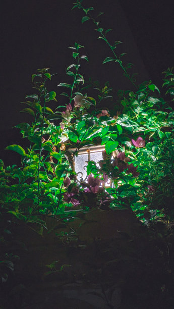 灯具及装饰植物图片 灯具及装饰植物图片下载