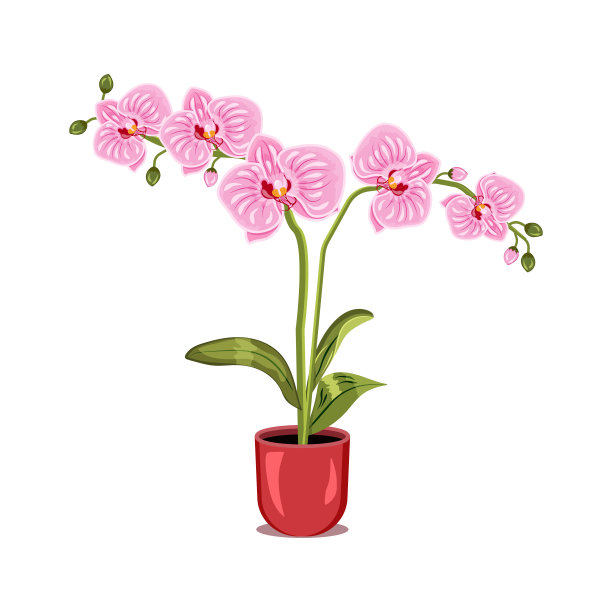 花盆里的兰花花图片 花盆里的兰花花图片下载