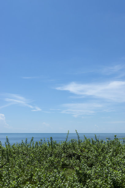 以海天为背景的沙滩上的黄荆植物。图片 以海天为背景的沙滩上的黄荆植物。图片下载