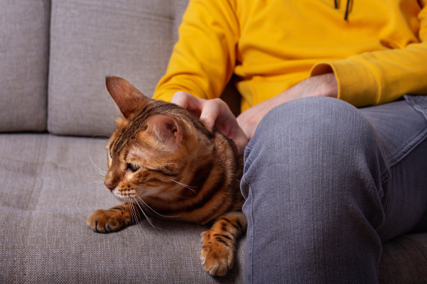 一个和猫坐在车厢里的年轻人。图片 一个和猫坐在车厢里的年轻人。图片下载