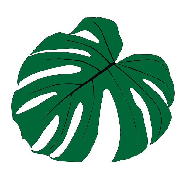 来自热带森林的一种植物图片 来自热带森林的一种植物图片下载