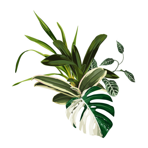 热带棕榈叶丛林叶兰花植物图片 热带棕榈叶丛林叶兰花植物图片下载