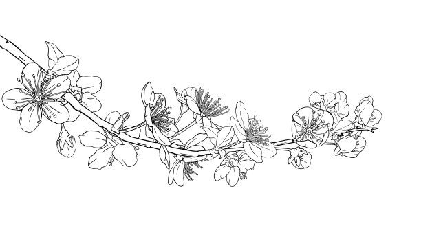 手绘樱花枝与樱花图片 手绘樱花枝与樱花图片下载