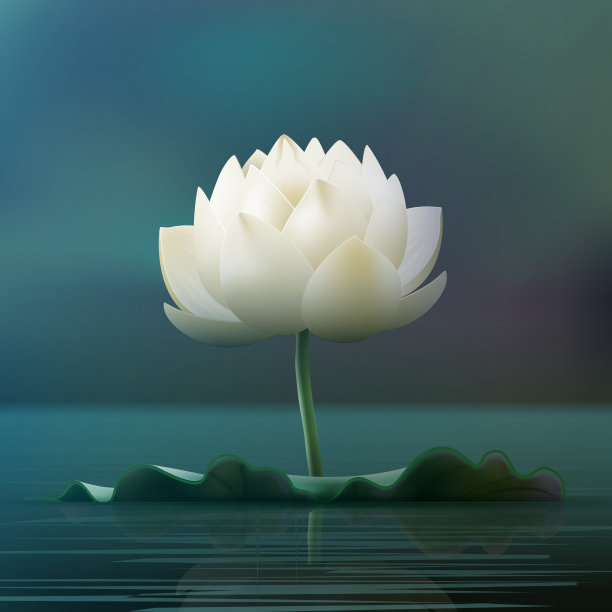 白色的莲花图片 白色的莲花图片下载