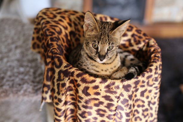 F1大草原猫美丽的斑纹图片 F1大草原猫美丽的斑纹图片下载