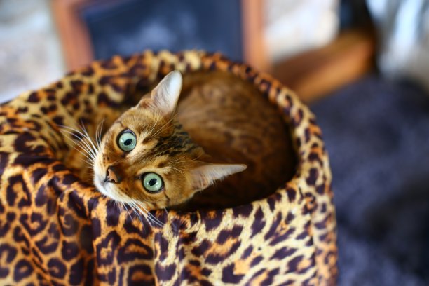 令人惊叹的豹纹孟加拉猫图片 令人惊叹的豹纹孟加拉猫图片下载