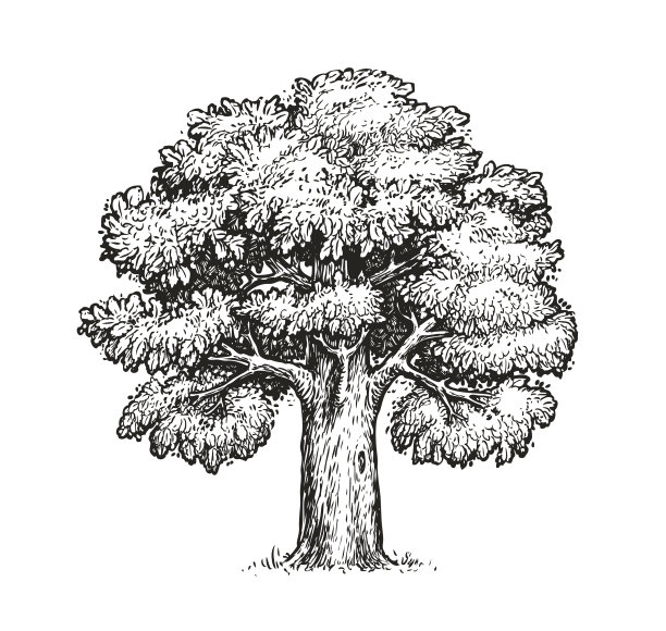 橡树素描孤立的葡萄树上的白色图片 橡树素描孤立的葡萄树上的白色图片下载