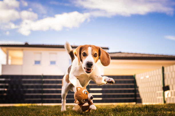狗跑,小猎犬跳跃乐趣在花园夏天的阳光与玩具取回图片 狗跑,小猎犬跳跃乐趣在花园夏天的阳光与玩具取回图片下载