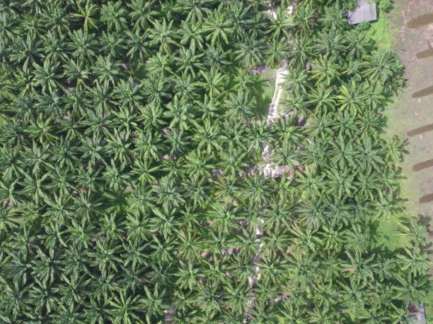 棕榈树农业的Arial视图图片 棕榈树农业的Arial视图图片下载