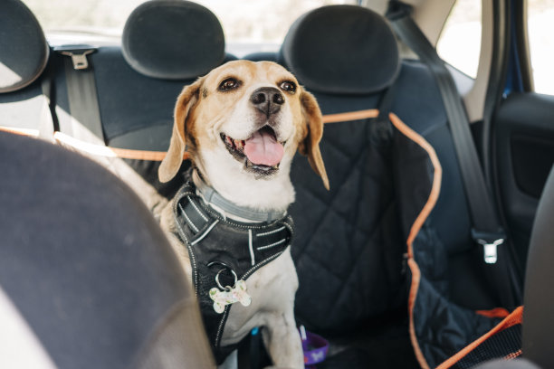 快乐的小猎犬在车里旅行图片 快乐的小猎犬在车里旅行图片下载