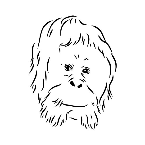 手绘的现实素描猿猩猩图片 手绘的现实素描猿猩猩图片下载