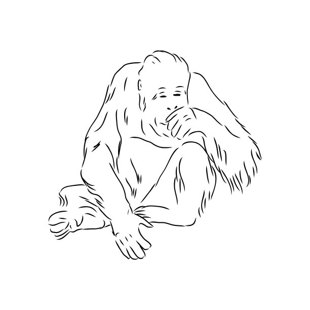 手绘的现实素描猿猩猩图片 手绘的现实素描猿猩猩图片下载