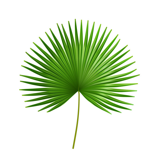 棕榈属热带大叶外来植物图片 棕榈属热带大叶外来植物图片下载