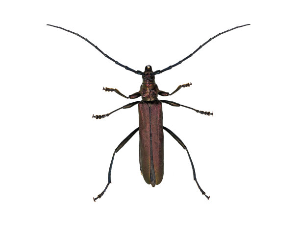 麝香甲虫,麝香甲虫,俯视图,孤立在白色背景上图片 麝香甲虫,麝香甲虫,俯视图,孤立在白色背景上图片下载