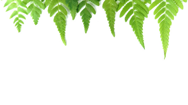 白色背景上的热带树叶的创意布局。最小的夏季异国情调的概念与复制空间。平躺图片 白色背景上的热带树叶的创意布局。最小的夏季异国情调的概念与复制空间。平躺图片下载