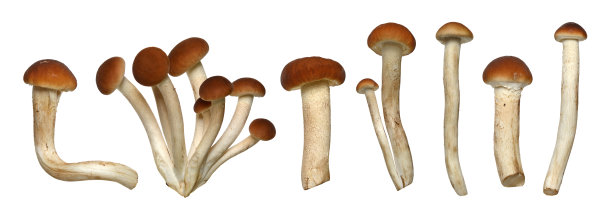 蜜真菌(蜜环菌)蘑菇图片 蜜真菌(蜜环菌)蘑菇图片下载
