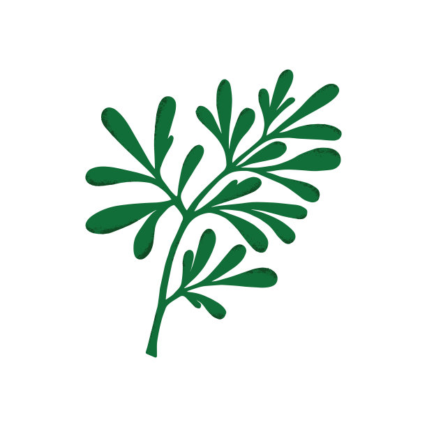 药用植物(Ruta graveolens)。图片 药用植物(Ruta graveolens)。图片下载