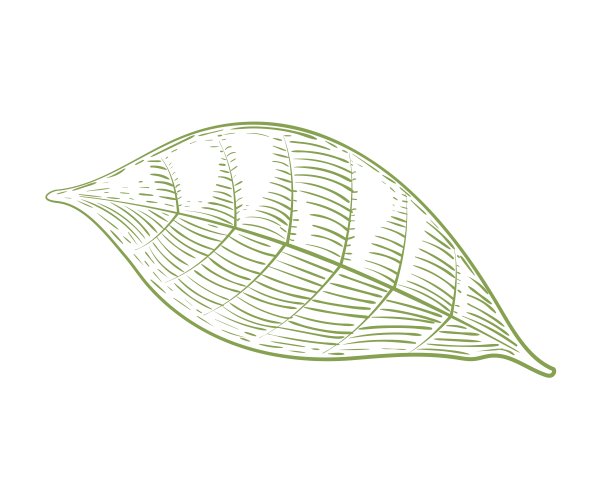 热带植物的叶子。咖啡叶。雕刻风格。手绘。孤立在白色背景上。图片 热带植物的叶子。咖啡叶。雕刻风格。手绘。孤立在白色背景上。图片下载