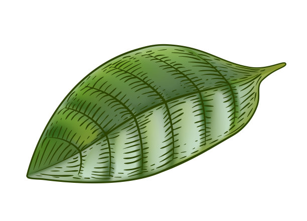 热带植物的叶子。咖啡叶。手绘。孤立在白色背景上。图片 热带植物的叶子。咖啡叶。手绘。孤立在白色背景上。图片下载
