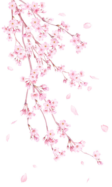 春天的花:水彩插图的哭泣的樱花和落下的花瓣。图片 春天的花:水彩插图的哭泣的樱花和落下的花瓣。图片下载