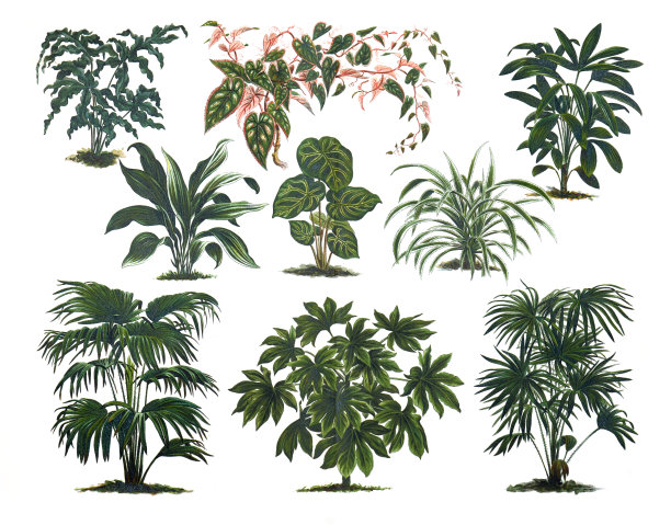 不同的室内植物。时尚插画构图。绿色复古概念与棕榈室内植物杂志。图片 不同的室内植物。时尚插画构图。绿色复古概念与棕榈室内植物杂志。图片下载