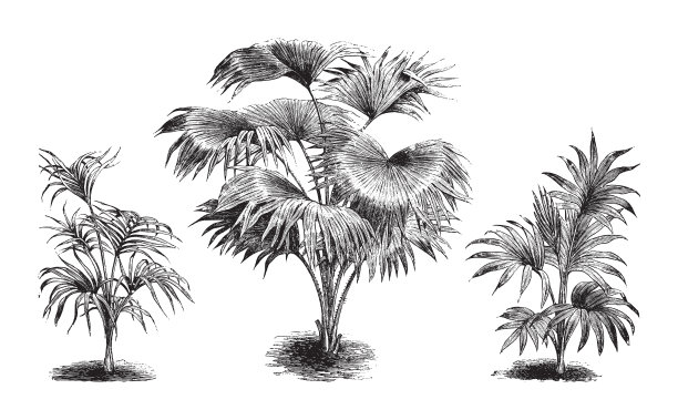canterbury - Livistona sinensis - Kentia Belmoreana棕榈树-年份插图图片 canterbury - Livistona sinensis - Kentia Belmoreana棕榈树-年份插图图片下载