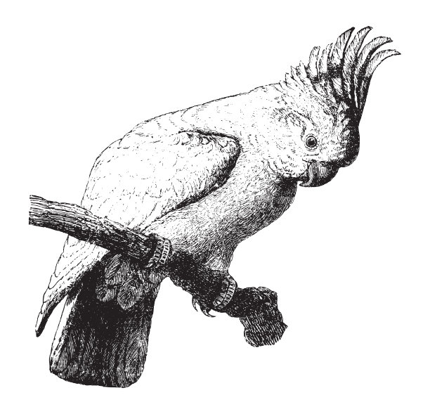 米切尔少校的凤头鹦鹉(Lophochroa leadbeateri) -复古插图图片 米切尔少校的凤头鹦鹉(Lophochroa leadbeateri) -复古插图图片下载