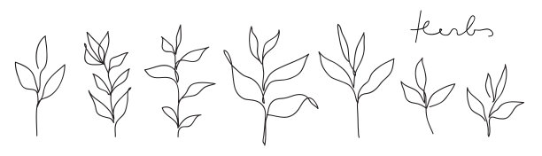草药线艺术收藏。摘要叶片连续画线集。植物优雅矢量插图图片 草药线艺术收藏。摘要叶片连续画线集。植物优雅矢量插图图片下载