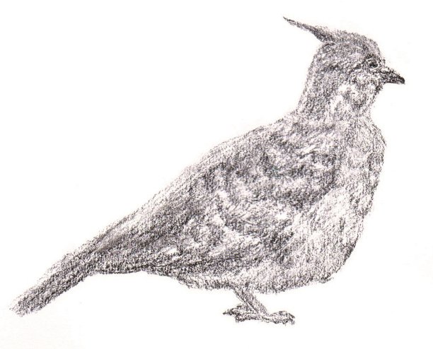 有冠鸽插图图片 有冠鸽插图图片下载