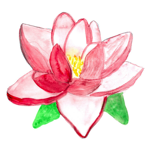 粉红色莲花孤立在白色背景上。设计元素。水彩速写。图片 粉红色莲花孤立在白色背景上。设计元素。水彩速写。图片下载