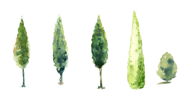 水彩图像上的树在一个白色的背景,松树植物,森林,花园插图图片 水彩图像上的树在一个白色的背景,松树植物,森林,花园插图图片下载